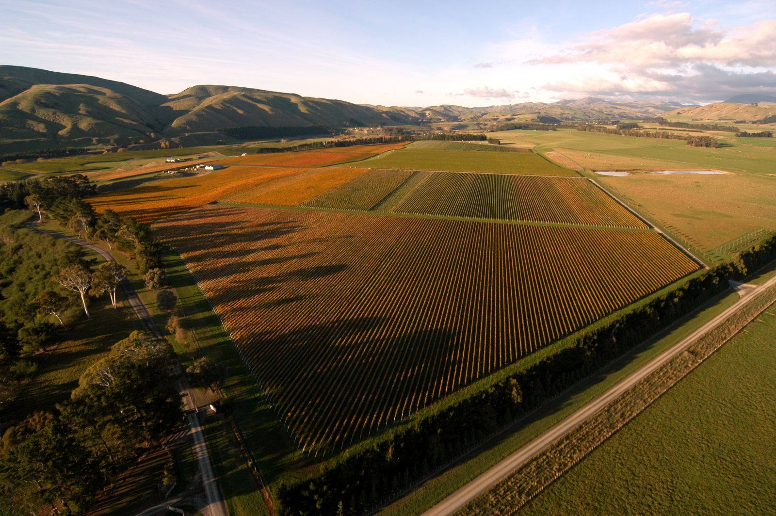 Martinborough vineyards beneath the hills at golden hour