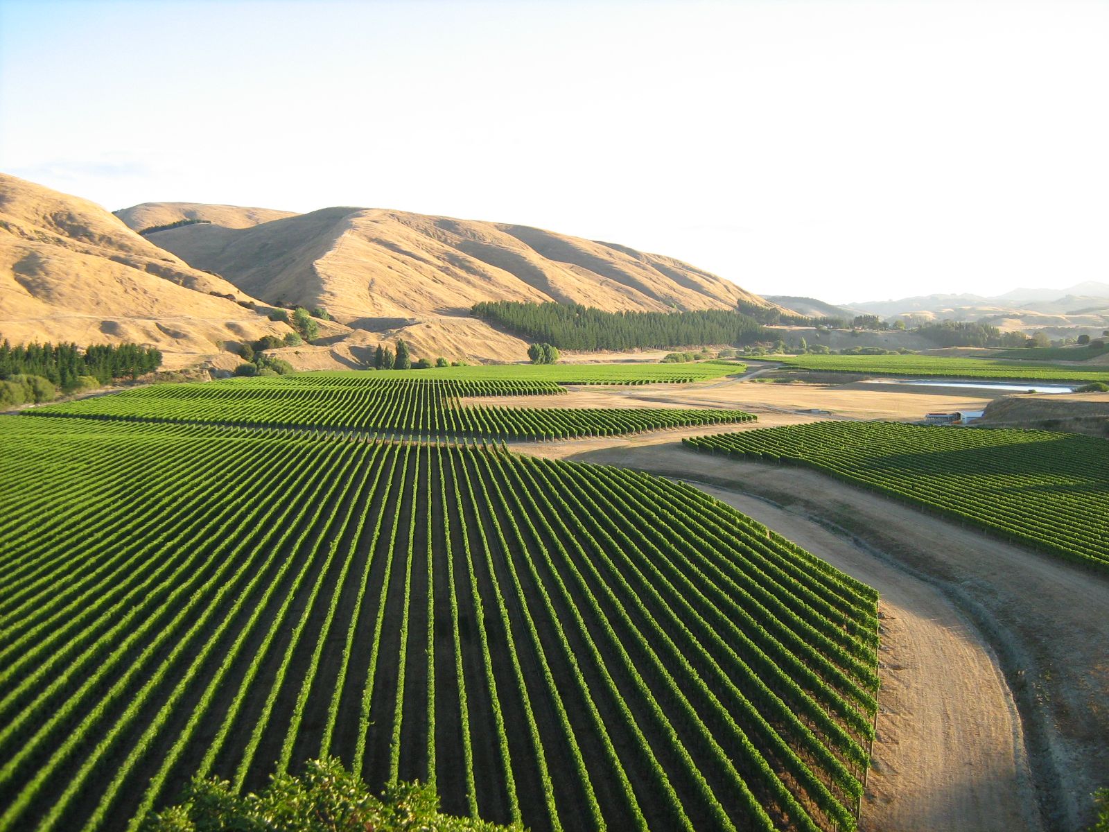 Craggy Range Te Muna vineyard at dawn, mist over the rows beneath the hills